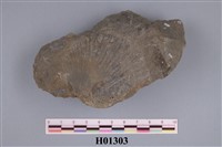 藏品(海扇)的圖片